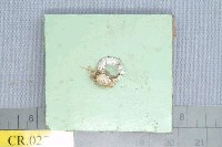 藏品(絨毛細足蟹)的圖片